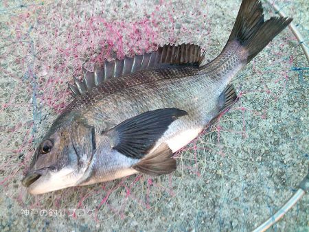 チヌ17ヒット5ゲット！