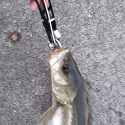 標準サイズのシーバス