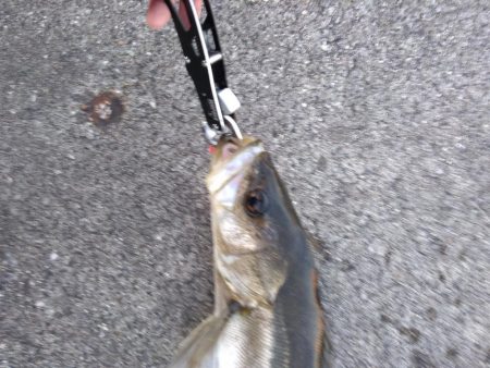 標準サイズのシーバス