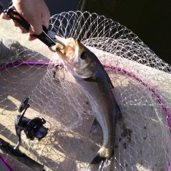 朝練シーバス ゲット