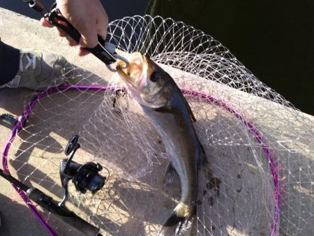 朝練シーバス ゲット