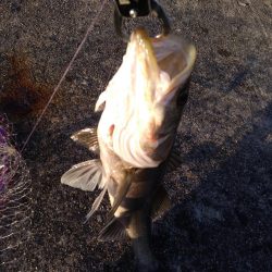 神戸港　シーバス好調