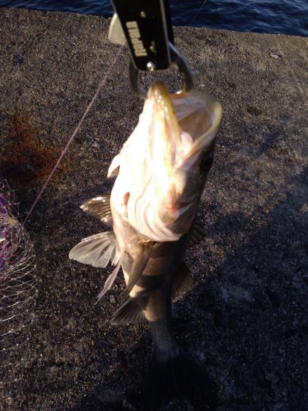 神戸港　シーバス好調