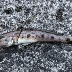 タコ、タカノハダイなど