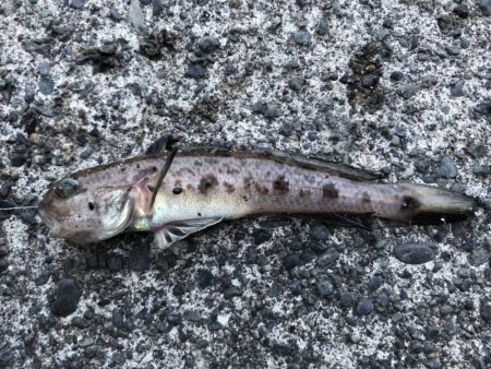 タコ、タカノハダイなど