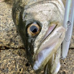 イワシパターンで完全攻略