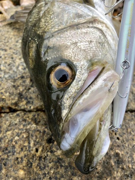 イワシパターンで完全攻略