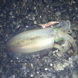 石津浜でアオリイカ２キロオーバー