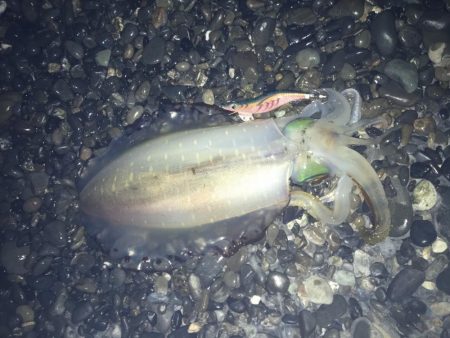 石津浜でアオリイカ２キロオーバー