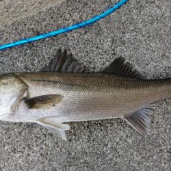 朝練夜明けシーバス調査