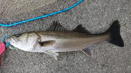 朝練夜明けシーバス調査