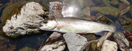 水瀬川 尺代漁業協同組合。