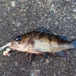 夕まずめメバリング