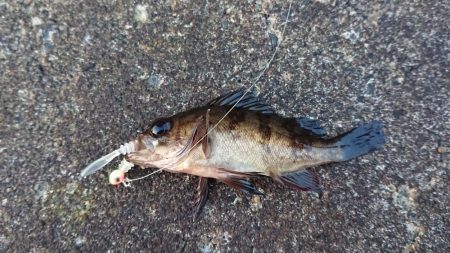 夕まずめメバリング