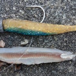 朝練バスフィッシング、夕練本気のシーバスフィッシング