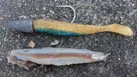 朝練バスフィッシング、夕練本気のシーバスフィッシング