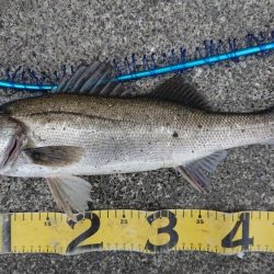 朝練イワシパターンシーバス連続ヒット！