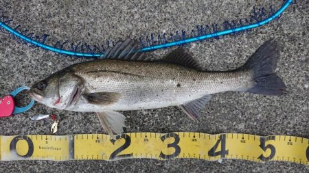 朝練イワシパターンシーバス連続ヒット！