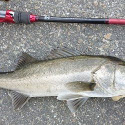 仕事帰りの短時間デイゲームシーバス調査