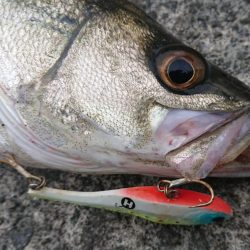 最後はエリテンでサバもきた!