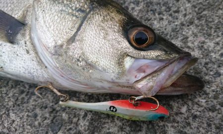 最後はエリテンでサバもきた!