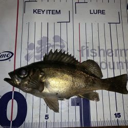 メバルプラッギング初の聖地へ！