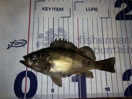 メバルプラッギング初の聖地へ！