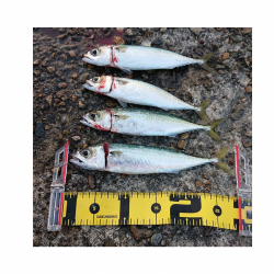 2週間ぶりの鯖！