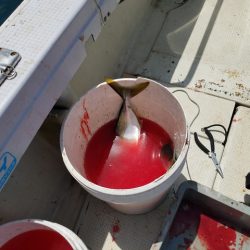 遊漁船 ニライカナイ 釣果