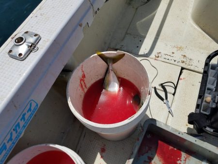 遊漁船 ニライカナイ 釣果