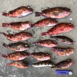 泉州丸さんでメガガシラ