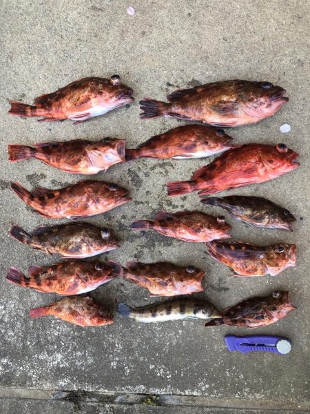 泉州丸さんでメガガシラ