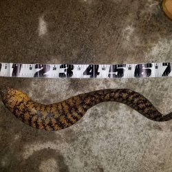 アオリイカなど