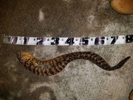 アオリイカなど