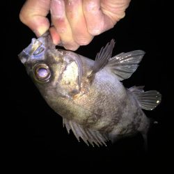 爆風メバリング