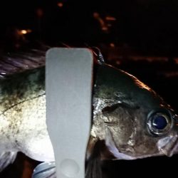 今期も4匹目の尺メバル