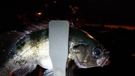 今期も4匹目の尺メバル