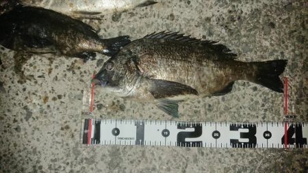 今日も尺メバル