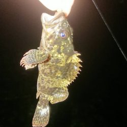 いつのと違うパターンで挑戦