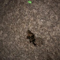 当たりはあるけど、、、