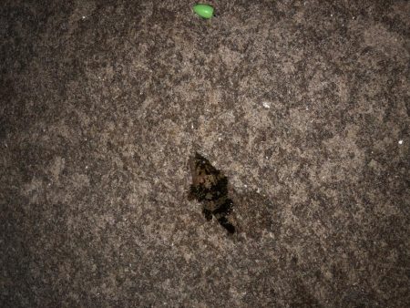 当たりはあるけど、、、