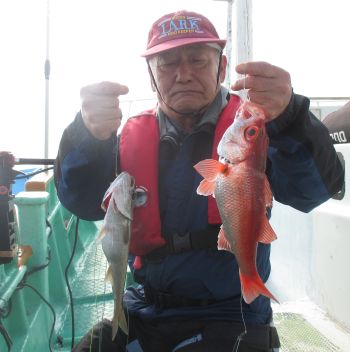 土佐安芸のハマちゃんの釣果