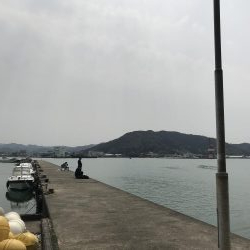 舞鶴でコウイカ