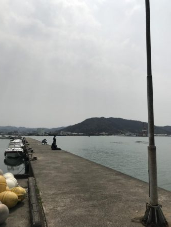 舞鶴でコウイカ