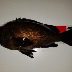 小鳴門メバリング