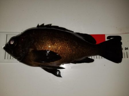 小鳴門メバリング