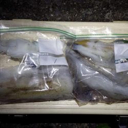 春イカ調査3日目