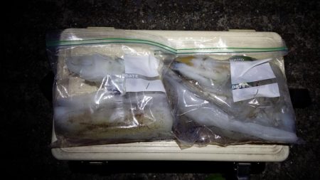 春イカ調査3日目