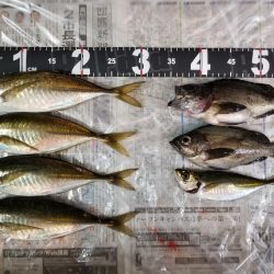 高知愛南遠征3日目