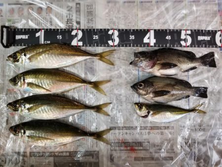 高知愛南遠征3日目